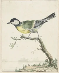 chapim de carvão