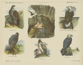 Aves de rapina (título sobre o objecto)
Novas impressões para crianças holandesas (título da série sobre o objecto)
Impressões de Funke (título da série sobre o objecto)