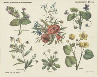 Flores de campo (título no objecto)
Novas impressões para crianças holandesas (título da série sobre o objecto)