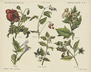 Plantas venenosas (título no objeto) Novas estampas infantis holandesas (título da série no objeto) Estampas do Funke (título da série no objeto)