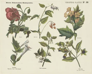 Plantas venenosas (título sobre o objecto)
Novas impressões para crianças holandesas (título da série sobre o objecto)