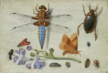 Um escaravelho-de-maio, escaravelho, bichos-de-conta e outros insetos, com um ramo de aurícula, início da década de 1650