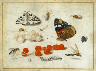 Borboleta, lagarta, mariposa, insetos e groselhas, c.1650-65 (guache e tinta sobre velino)