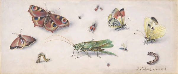 Insetos, borboletas e um gafanhoto, século XVII.
