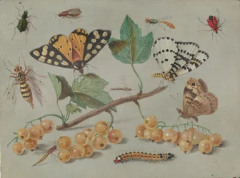 Estudo da Borboleta e dos Insectos, c. 1655.