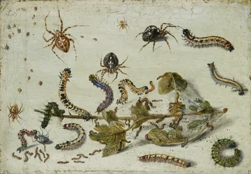 Várias Aranhas e Lagartas, com um ramo de groselha, no início da década de 1650