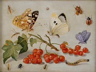 Uma natureza morta com raminho de groselhas, borboletas, besouros, lagartas e insetos (óleo sobre cobre)