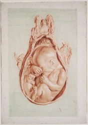 Ms Hunter 658, prancha XII, desenho para «Anatomia do útero humano grávido» de William Hunter (1718-83), 1774