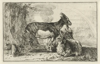 cabras Animais (título da série) Zoographiam (título da série)