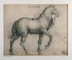 Estudo para um desenho de cavalo por Giovanni Stradano (Jan van der Straet) (1523-1605) Florence, Gabinetto Disegni e Stampe, Uffizi (Escritórios)