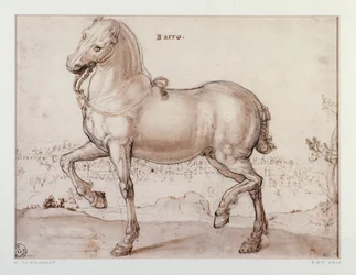 Estudo para um desenho de cavalo por Giovanni Stradano (Jan van der Straet) (1523-1605) Florence, Gabinetto Disegni e Stampe, Uffizi (Escritórios)