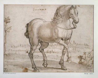 Estudo para um cavalo de sicamber Desenho de Giovanni Stradano (Jan van der Straet) (1523-1605) Florence, Gabinetto Disegni e Stampe, Uffizi (Escritórios)