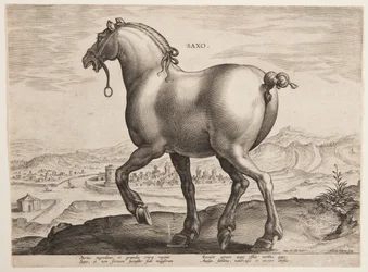 Um cavalo saxão, do primeiro conjunto de "Equile Joannis Austriaci"