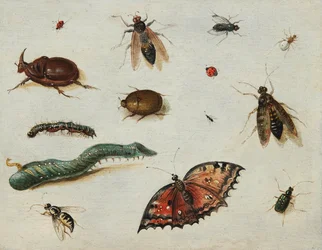 "Insectos" Peinture de Jan Van Kessel l