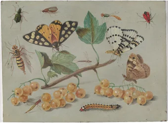 Estudo de borboleta e insectos, c.1655 (óleo sobre cobre)
