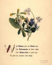 Margaridas, violetas, malmequeres e botões de cuco