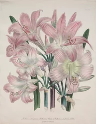 Belladonna Lily: Amarílis beladona