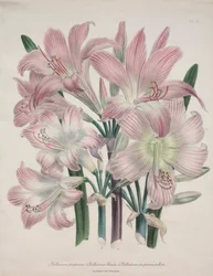 Belladonna Lily: Amaryllis beladona.