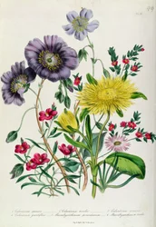 Calandrinia, prancha 18 de «O jardim de flores das senhoras», publicado em 1842