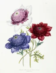 Variedades duplas cultivadas de anêmona coronária, 1843-49