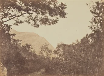 Acácia, Como
