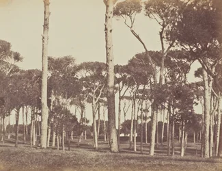 Pinhal de pedra, Villa Pamfili Doria, Roma