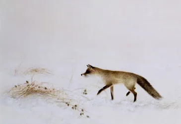 Raposa na neve