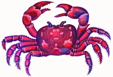 Cancer the Crab, 1996, (tinta e guache)