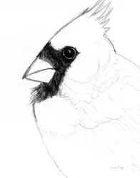 Close Up de cardeal, c. 2025 (lápis sobre papel)