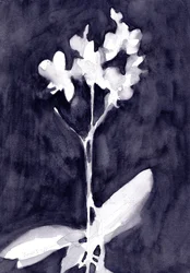 Impressão de orquídea em cinzento-azul escuro, c. 2019 (aguarela sobre papel)