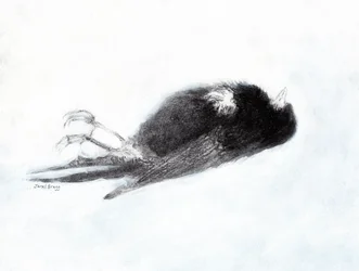 Vulnerabilidade e morte no inverno (Dead Bird by my Stairwell II, c.2019) carvão e gesso sobre papel)