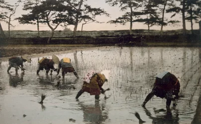 Cinco camponeses replantando arroz em um arrozal, década de 1890.