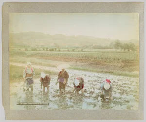 Transplantação de rebentos de arroz, Japão