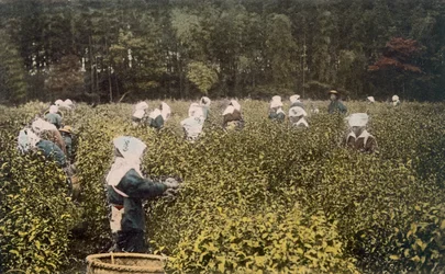 Mulheres colhendo chá, com supervisor masculino, década de 1890.