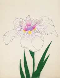 Akashi-no.-Ul, nº 10, 1898