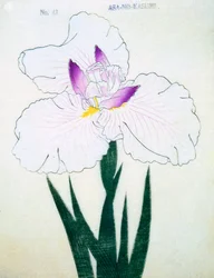 Asa-no.-Kasumi, nº 43, 1898