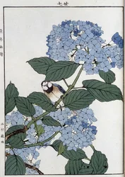 Ave em hortênsias - impressão japonesa