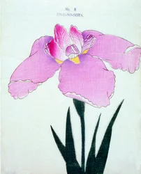 En-U-no.-Sora, nº 8, 1898