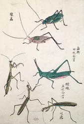 Gafanhotos e Mantises (impressão woodblock de cor)