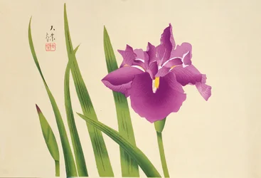 Irises, pub. c.1950