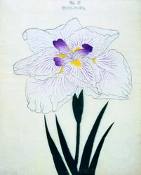 Izumi-Gawa, nº 37, 1898