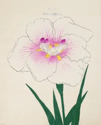 Misuji-no.-Ito, nº 17, 1898