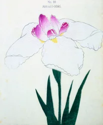 Miyako-Dore, nº 50, 1898