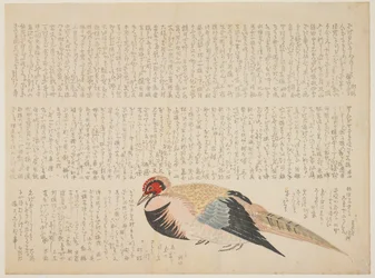 Faisão, c.1818-29 (impressão de woodblock de cor)