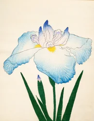 Sazanami, nº 68, 1890