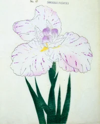 Shokko-Nishiki, nº 48, 1898