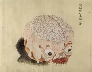 A anatomia do cérebro a partir da dissecção de uma vítima de tortura de 1796, de um makimono de um médico Midori, 1842 (caneta e tinta e wc no papel)