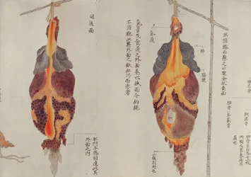Os pulmões da dissecação de uma vítima de tortura de 1796, de um makimono de um médico de Midori, 1842 (caneta e tinta e wc no papel)