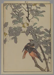 Dois pássaros com flores brancas, período de Meiji, 1892 (impressão de woodblock de cor)