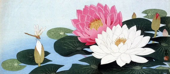 Lírios de água e libélulas - impressão japonesa